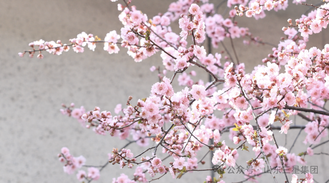 走呀趣赏花｜尽享三星繁花 不负春光万里