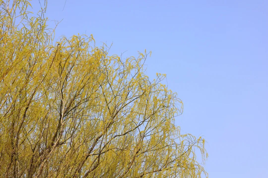 【文韵三星】携一缕春光